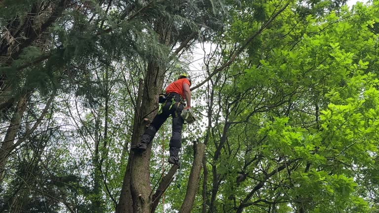 Best Tree and Shrub Care  in Lennox, SD